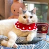Knitted Lace Color Pretty Princess Dog Cat Collar Pet Scarf Pet Ornament Accessories