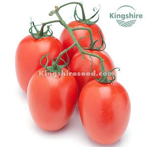KS Hybrid Red Beauty Determinate Oval Tomato Seedlings