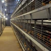 Large Scale Poultry Farm Automatic Equipment 50000 Chickens House Pullet Cage