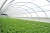Import Multi Span  Vegetables Green house agricultural from China