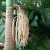 Import Natural evergreen 75cm root diameter walsh river palm nursery plant tree Archontophoenix maxima from China