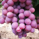 New Crop fresh & Frozen Grapes