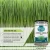 Import Organic Wheatgrass Leaf Powder from India