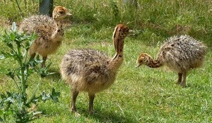ostrich chicks and the fresh fertile ostrich eggs for sale