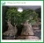 Import Outdoor Ficus Bonsai from China