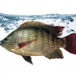Pacific mackerel frozen spanish mackerel seafood
