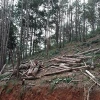 PINE WOOD LOG FOR MAKING PALLET OR CONSTRUCTION CUTTING FROM ORIGINAL FOREST