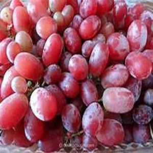 Premium Fresh Organic Table Grape Prices