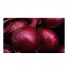 Premium Quality Fresh Onion At Lowest Rate