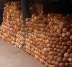 Premium Semi Husked Coconuts Pollachi Tropical & Sub-tropical Fruit Fresh Matured Coconut COMMON Semi-husked