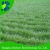 Import Saline-Alkaline Tolerance Ryegrass Seeds For Quick Growing Short Season Forage from China