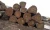Import Sapelli / Bubinga / Tali / Iroko / Doussie / Mahogany / Teak / Bilinga / Timber Logs And Lumbers from United Kingdom
