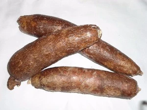 Sell South Africa fresh cassava best quality with the best price