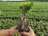 Small bonsai of ginseng root and grafted ornamental plants