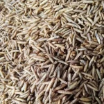 Source manufacturer large black soldier fly solution black soldier fly pet food black soldier fly protein oil