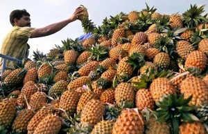Sweet Fresh Pineapples for sale