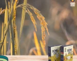 The best organic rice products currently, high quality Vietnamese products