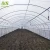 the newest plastic tunnel greenhouse for agriculture