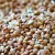 Import Top Quality Buckwheat from Canada