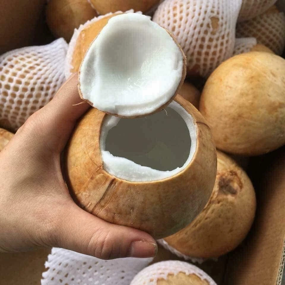 VIETNAM FRESH YOUNG COCONUT SPECIAL - BEST PRICE 2021