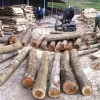 Vietnam natural acacia wood log high quality