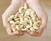 vietnam salted roasted cashew nuts