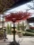 Import Wholesale Custom Plant Indoor Large Flower Artificial Trees Big Fiberglass Cherry Blossom Tree for Outdoor Wedding Decoration from China