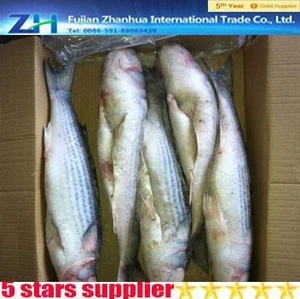 Buy Wholesale Frozen Grey Mullet Fish And Roe from Fujian Zhanhua