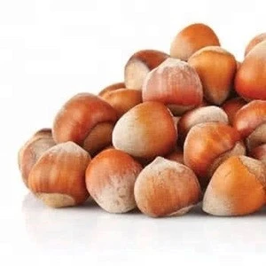 Wholesale Organic hazelnuts without shell