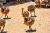 Import Wholesale Ostrich Chicks for sale /Red and Black neck Ostrich for sale/Live Ostrich Birds from Netherlands