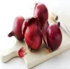 wholesale red  fresh onion from Ukraine /Super price on natural/cheap/high quality fresh red onion
