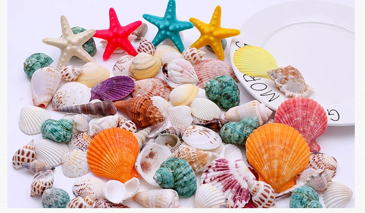 Wholesales Mixed Packing 200g Sea shell Conch For Home Wedding Party Decorations DIY Seashells Craft
