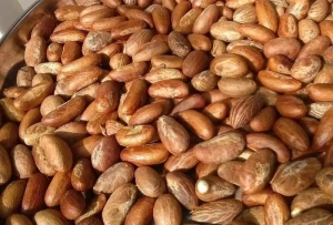 Healthy Bitter Kola Nut ( Garcinia Kola)