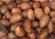 Import Healthy Bitter Kola Nut ( Garcinia Kola) from South Africa
