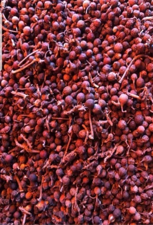 Uziza seeds