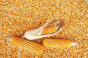 Yellow Maize / Corn
