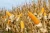 Import Yellow Maize / Corn from Pakistan