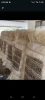 SISAL FIBER