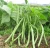 Import Stringless Bush Type Black Seed /White Seed Color Pole Snap Bean Seed from China