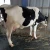 Import Pregnant Holstein Heifer Cows, Friesian Cattle And Other Live Cattle For Sale from South Africa