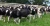 Import Pregnant Holstein Heifer Cows, Friesian Cattle And Other Live Cattle For Sale from South Africa