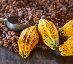 Coffee Beans