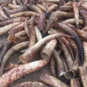 High Quality Cow Horns for sale
