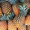 Fresh Pineapples/Fresh Fruits