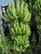 Import Green Banana from India