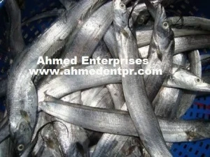 Sell Frozen Ribbon Fish