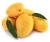 Import Fresh Banganpalli Mango from India