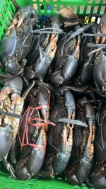 Fishery