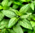 Pure Peppermint Essential Oil for Aromatherapy and Relaxation