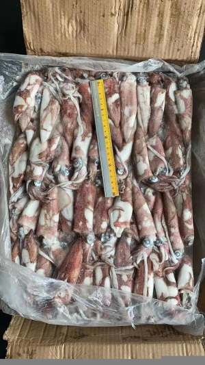 loligo Chinensis squid